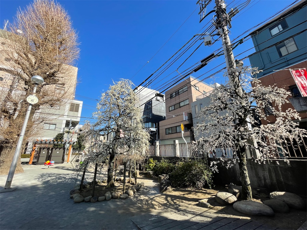 f:id:TokuheiKumagai:20250220195049j:image
