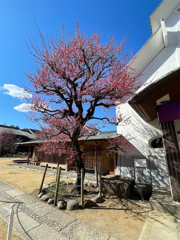 f:id:TokuheiKumagai:20250220195056j:image