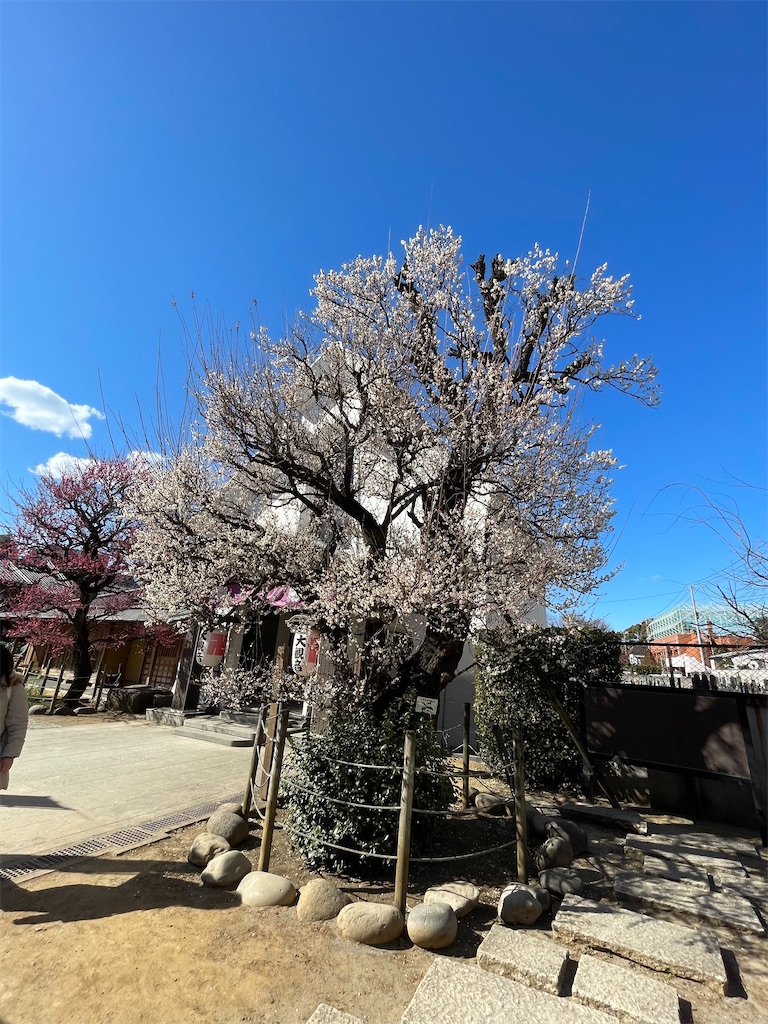 f:id:TokuheiKumagai:20250220195104j:image