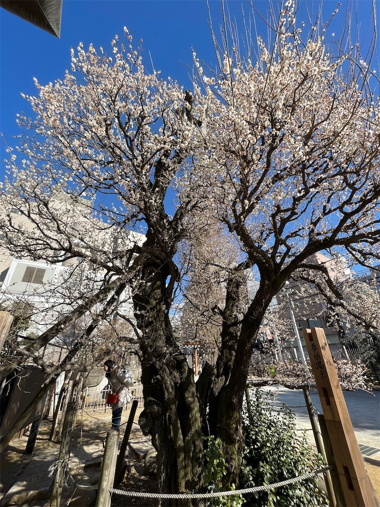 f:id:TokuheiKumagai:20250220195111j:image