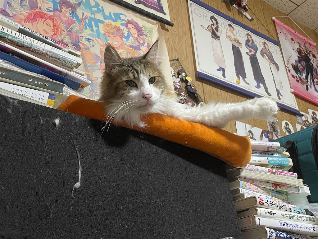 f:id:TokuheiKumagai:20250303200535j:image