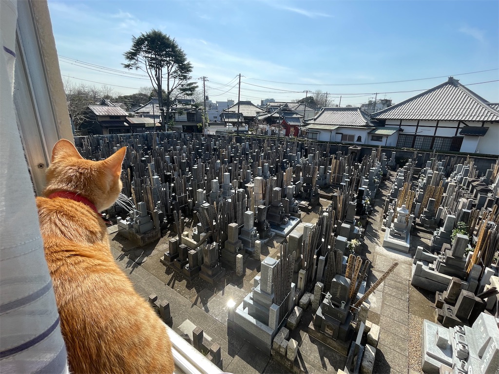 f:id:TokuheiKumagai:20250314174857j:image