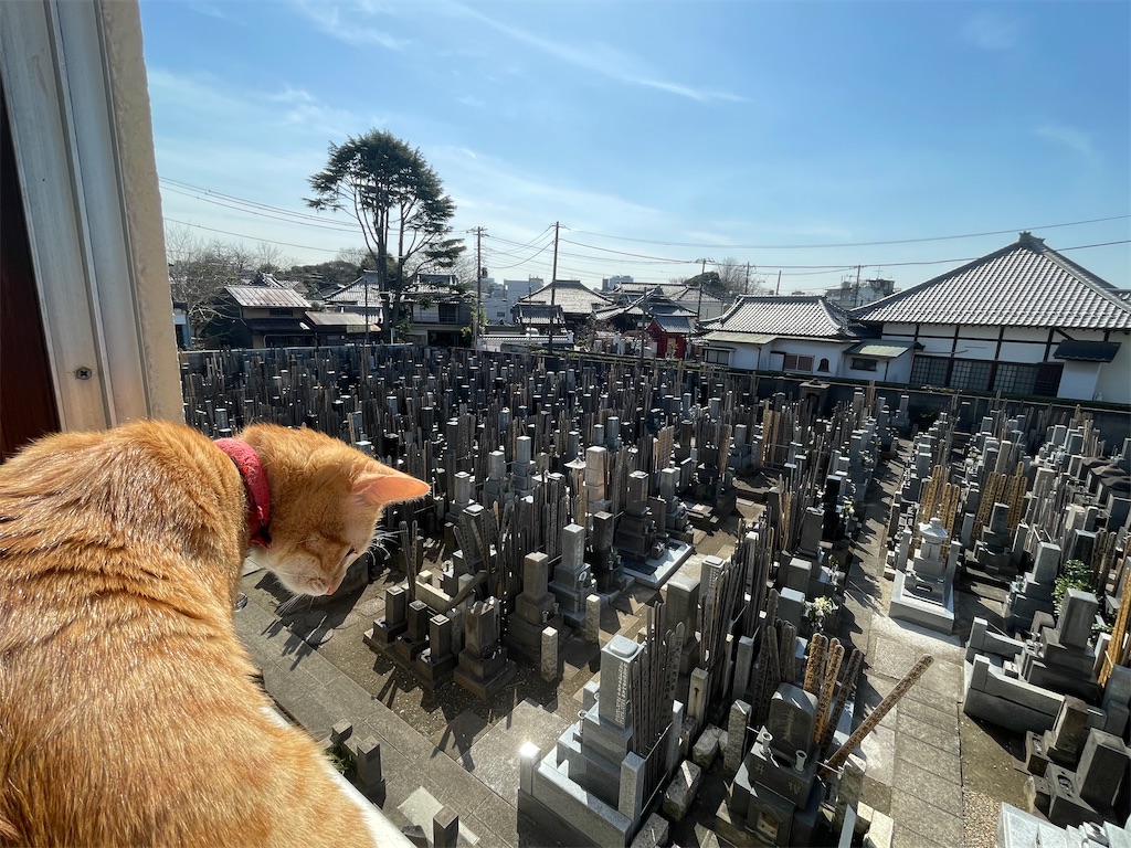 f:id:TokuheiKumagai:20250314174914j:image