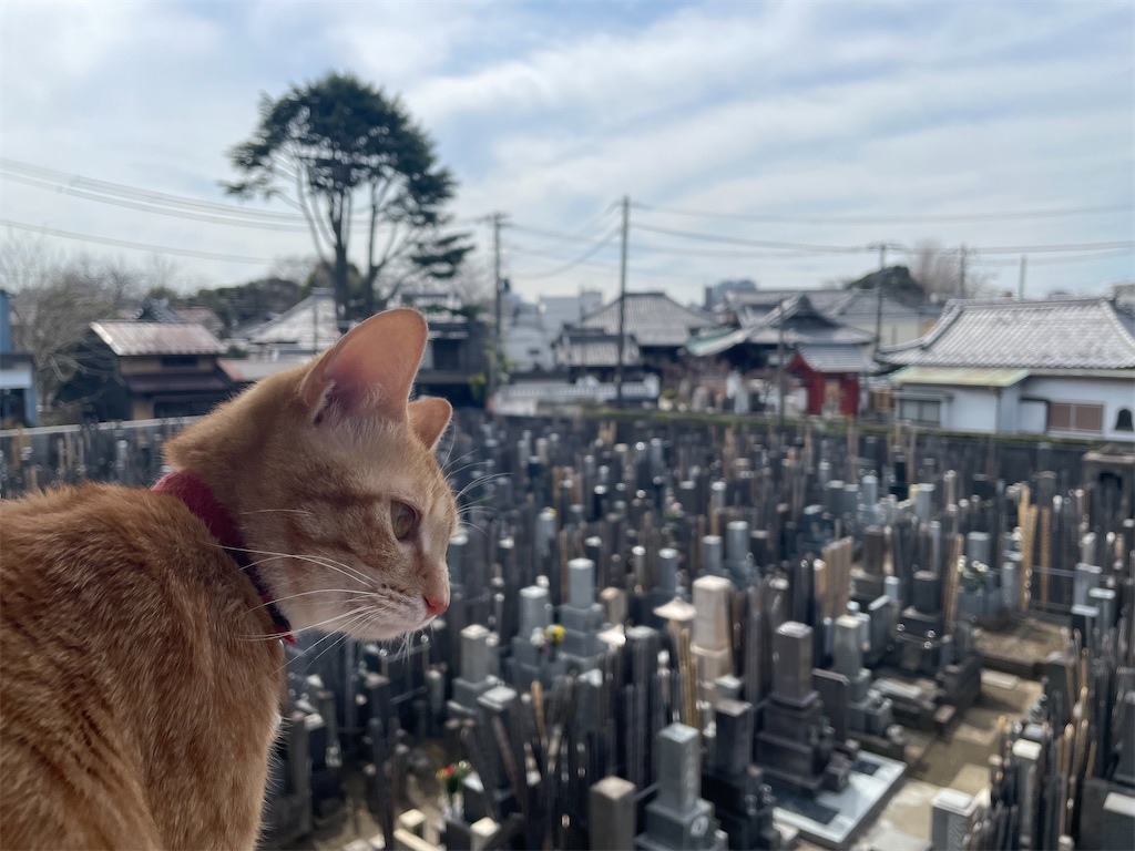 f:id:TokuheiKumagai:20250318132039j:image