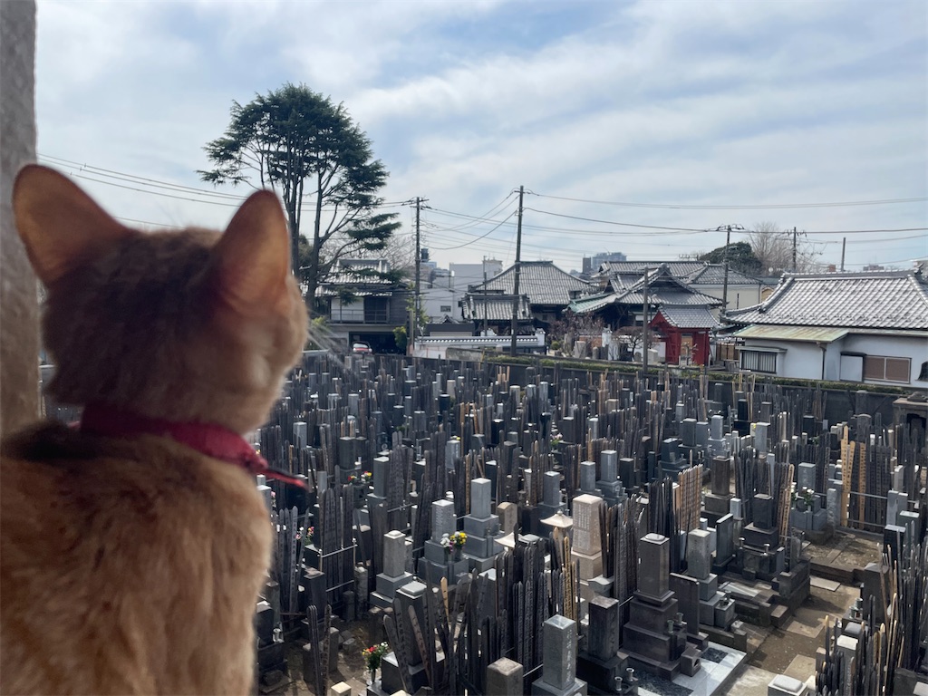 f:id:TokuheiKumagai:20250318132043j:image