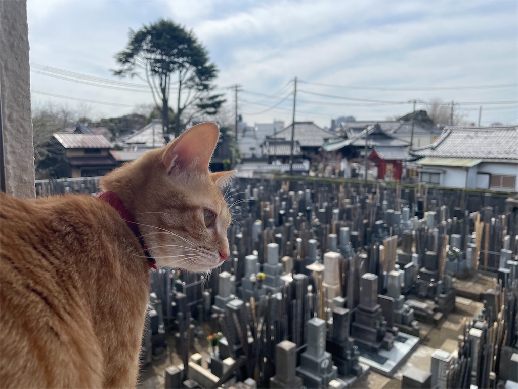 f:id:TokuheiKumagai:20250318132047j:image