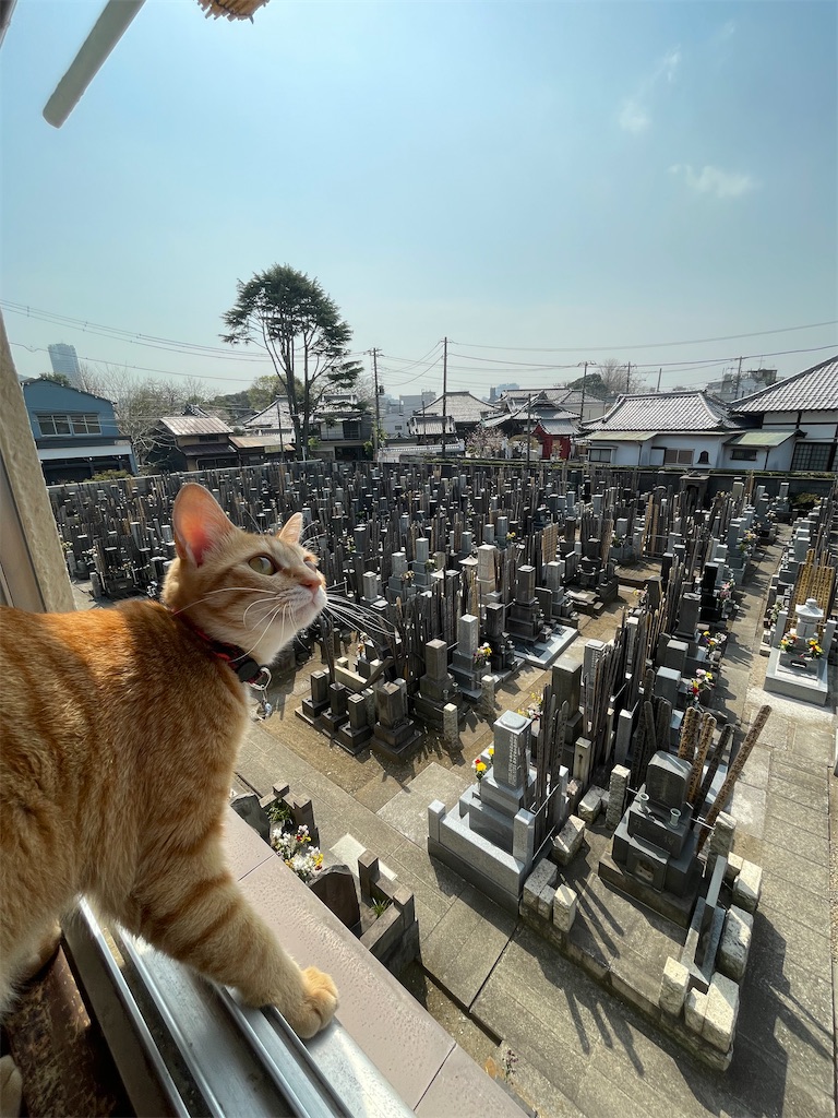 f:id:TokuheiKumagai:20250327134215j:image