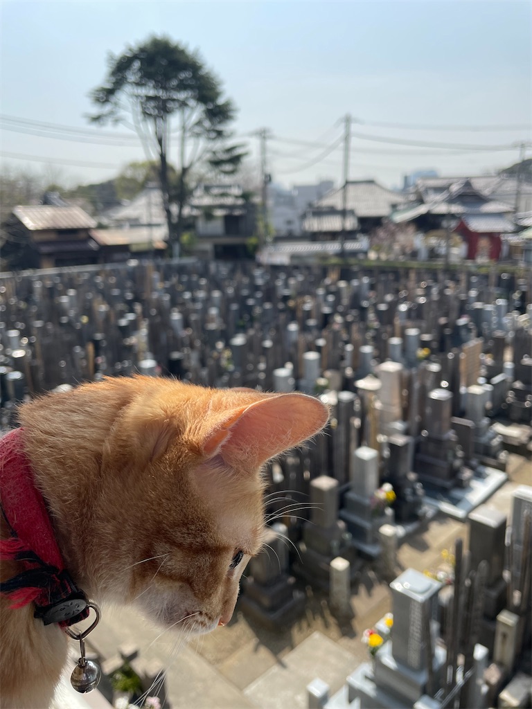 f:id:TokuheiKumagai:20250327134219j:image