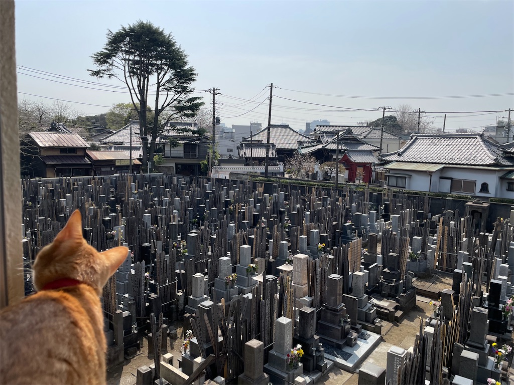 f:id:TokuheiKumagai:20250327134230j:image