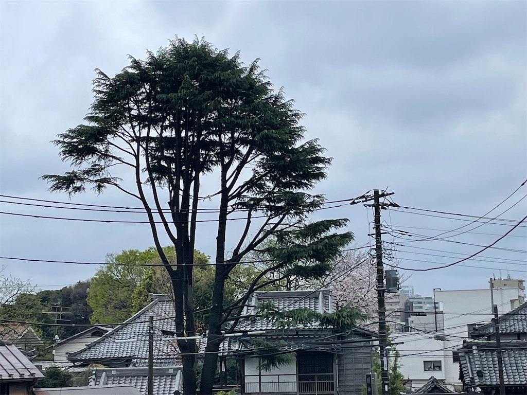 f:id:TokuheiKumagai:20250329162849j:image