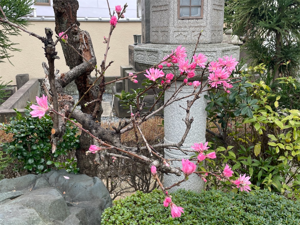 f:id:TokuheiKumagai:20250331155508j:image