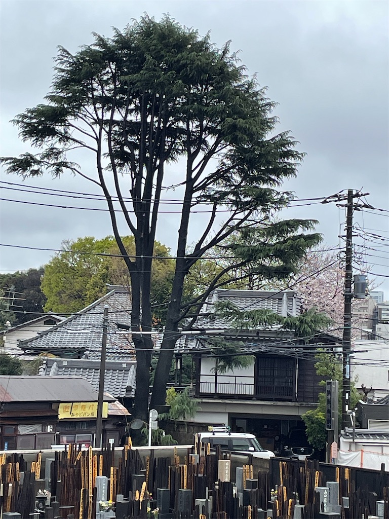 f:id:TokuheiKumagai:20250402111552j:image