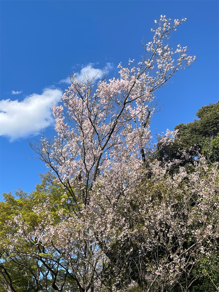f:id:TokuheiKumagai:20250404185620j:image