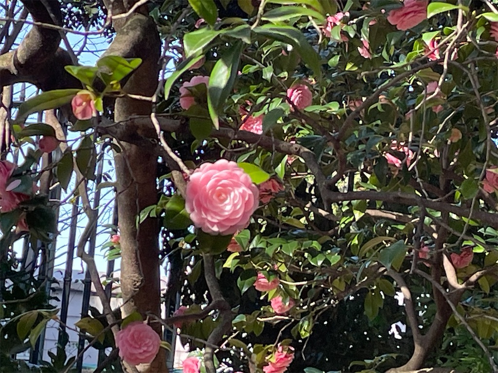 f:id:TokuheiKumagai:20250404185628j:image