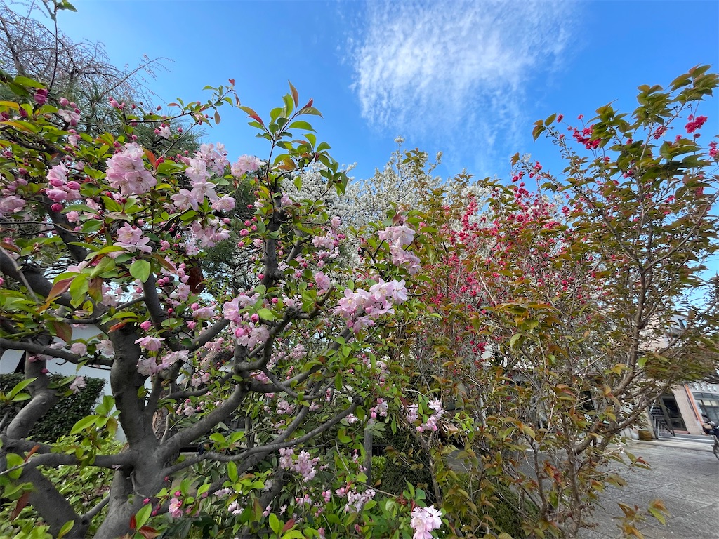 f:id:TokuheiKumagai:20250404185641j:image