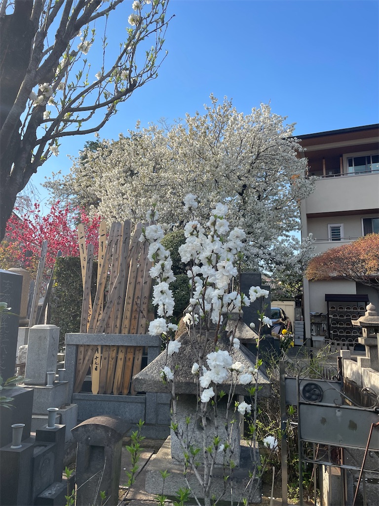 f:id:TokuheiKumagai:20250404185644j:image