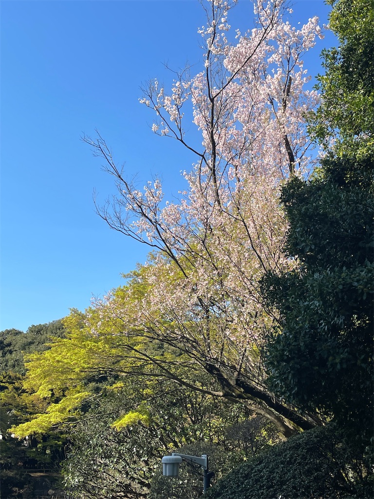 f:id:TokuheiKumagai:20250404185651j:image