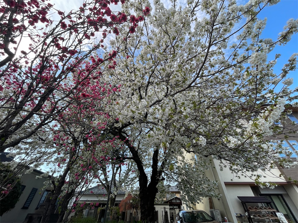 f:id:TokuheiKumagai:20250404185713j:image