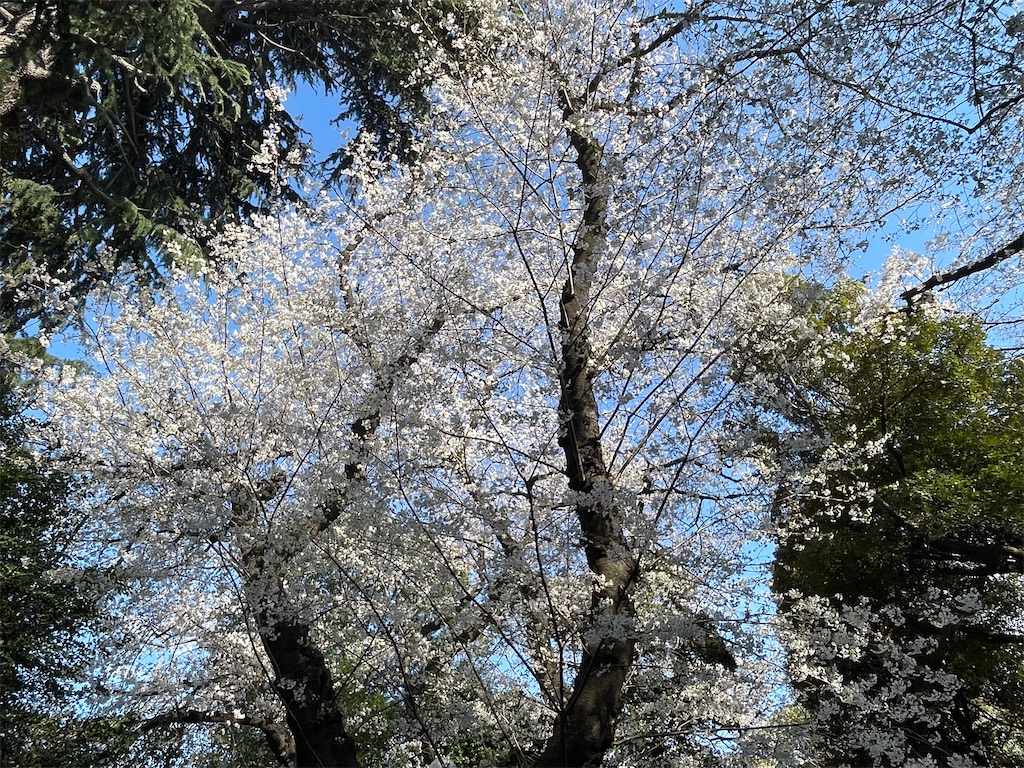 f:id:TokuheiKumagai:20250404185728j:image