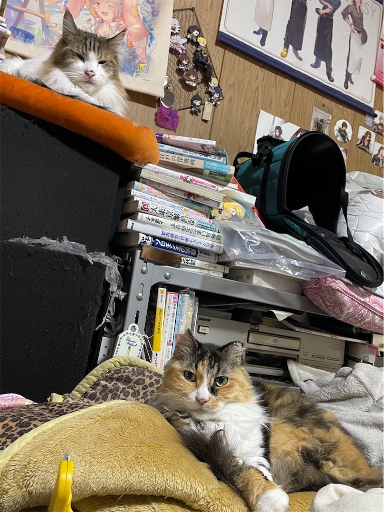 f:id:TokuheiKumagai:20250405170410j:image