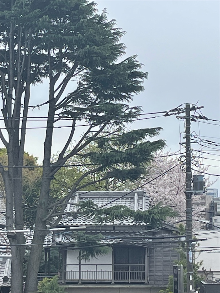 f:id:TokuheiKumagai:20250406123412j:image