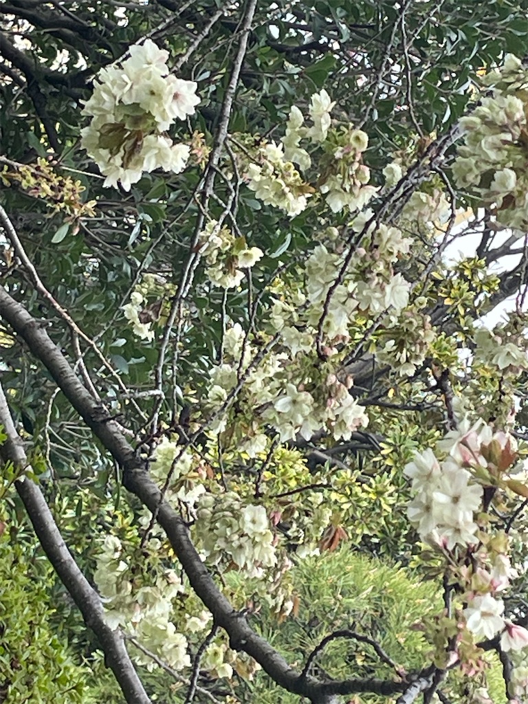 f:id:TokuheiKumagai:20250408174657j:image