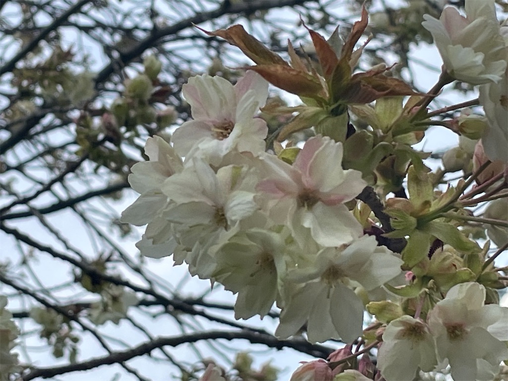 f:id:TokuheiKumagai:20250408174759j:image