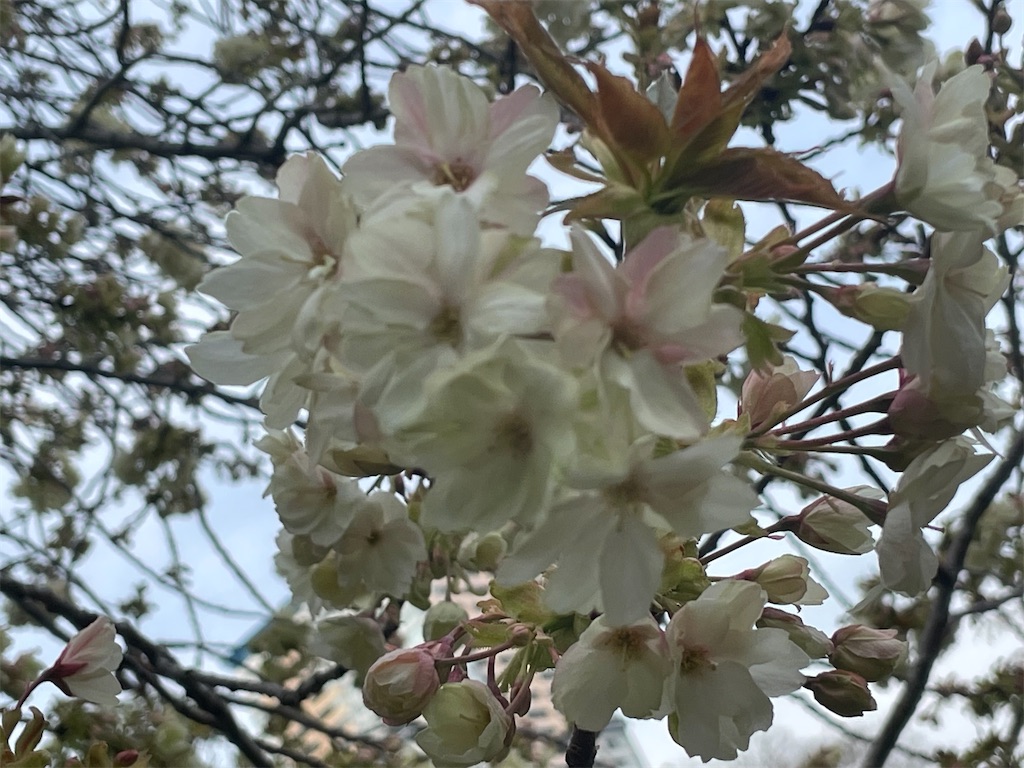 f:id:TokuheiKumagai:20250408174819j:image