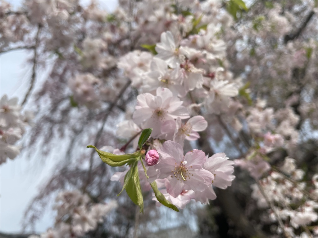 f:id:TokuheiKumagai:20250408174824j:image
