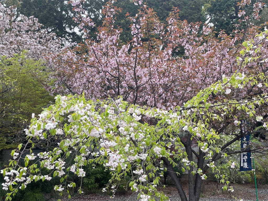 f:id:TokuheiKumagai:20250408180557j:image