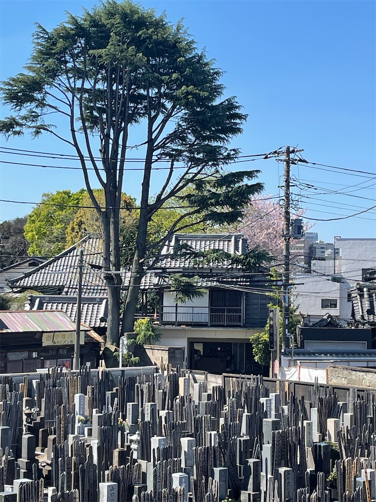 f:id:TokuheiKumagai:20250409121515j:image