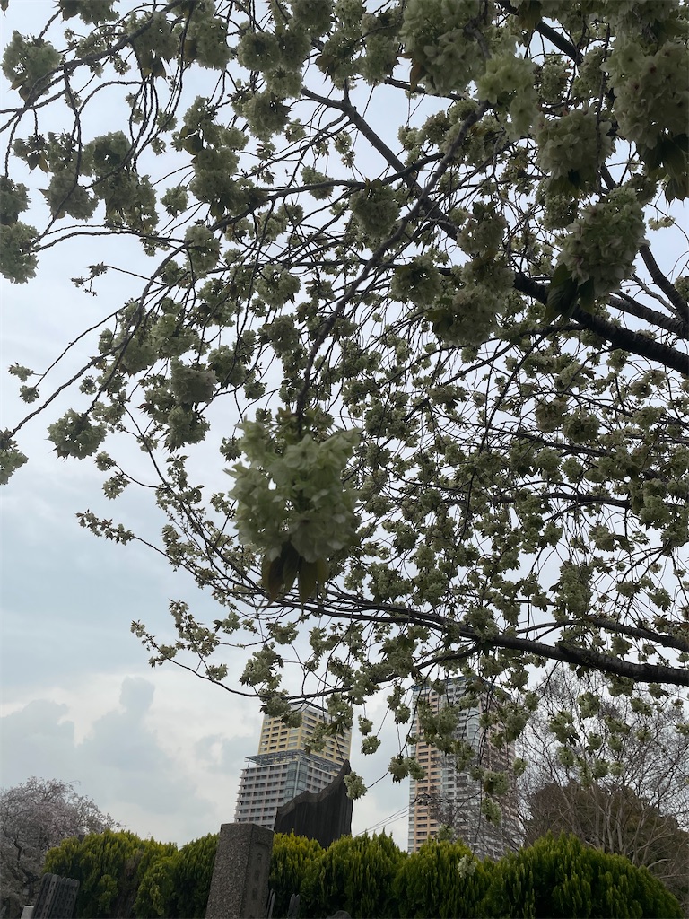 f:id:TokuheiKumagai:20250411175147j:image