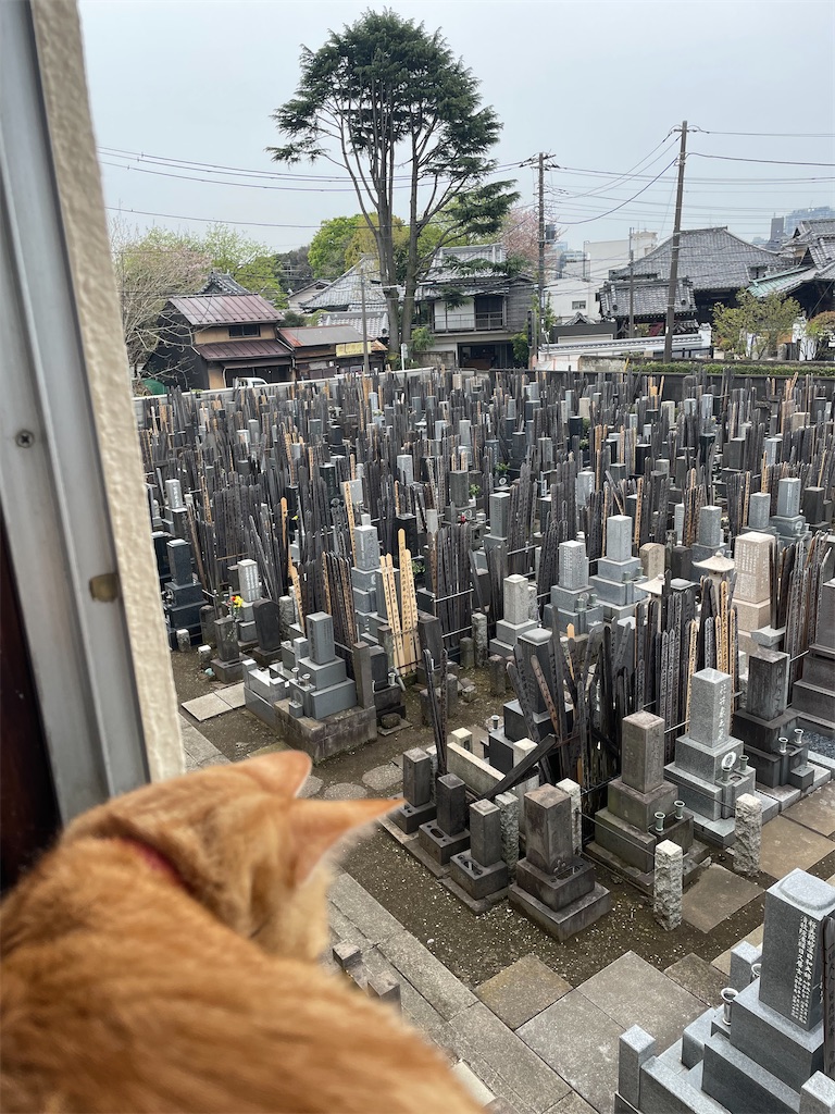 f:id:TokuheiKumagai:20250411175221j:image