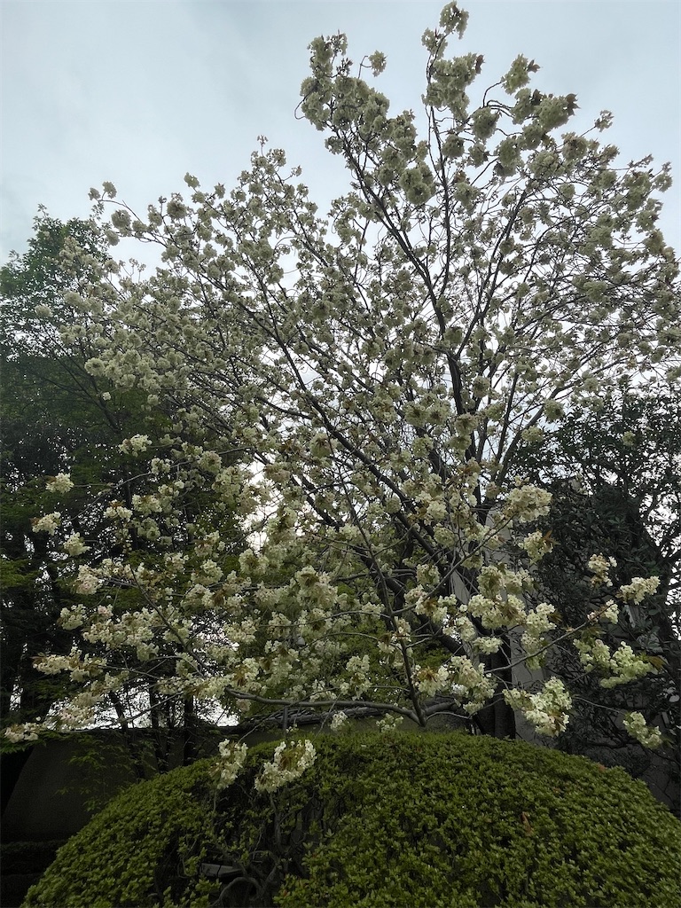 f:id:TokuheiKumagai:20250411175229j:image