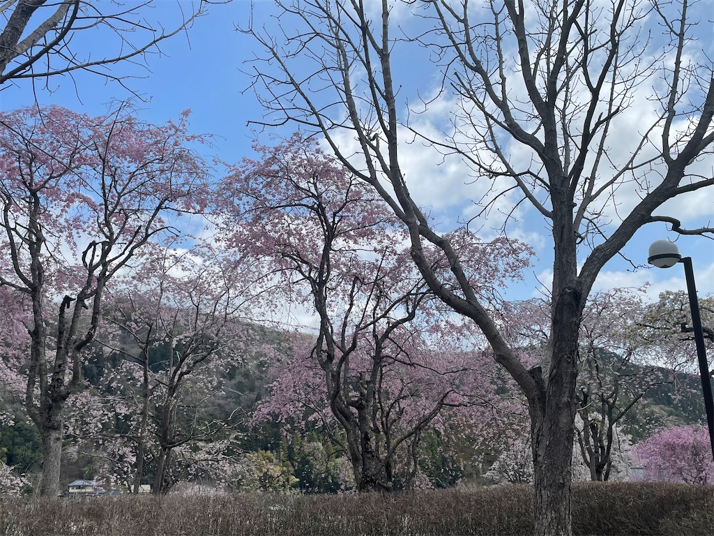 f:id:TokuheiKumagai:20250413001403j:image