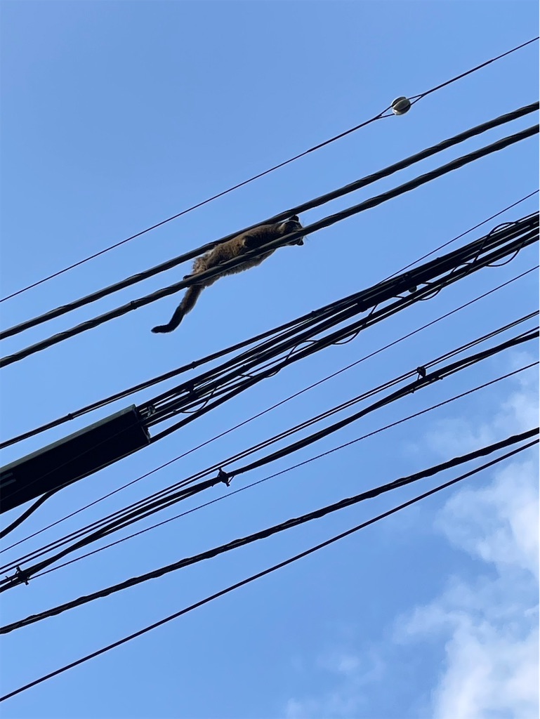 f:id:TokuheiKumagai:20250414162151j:image