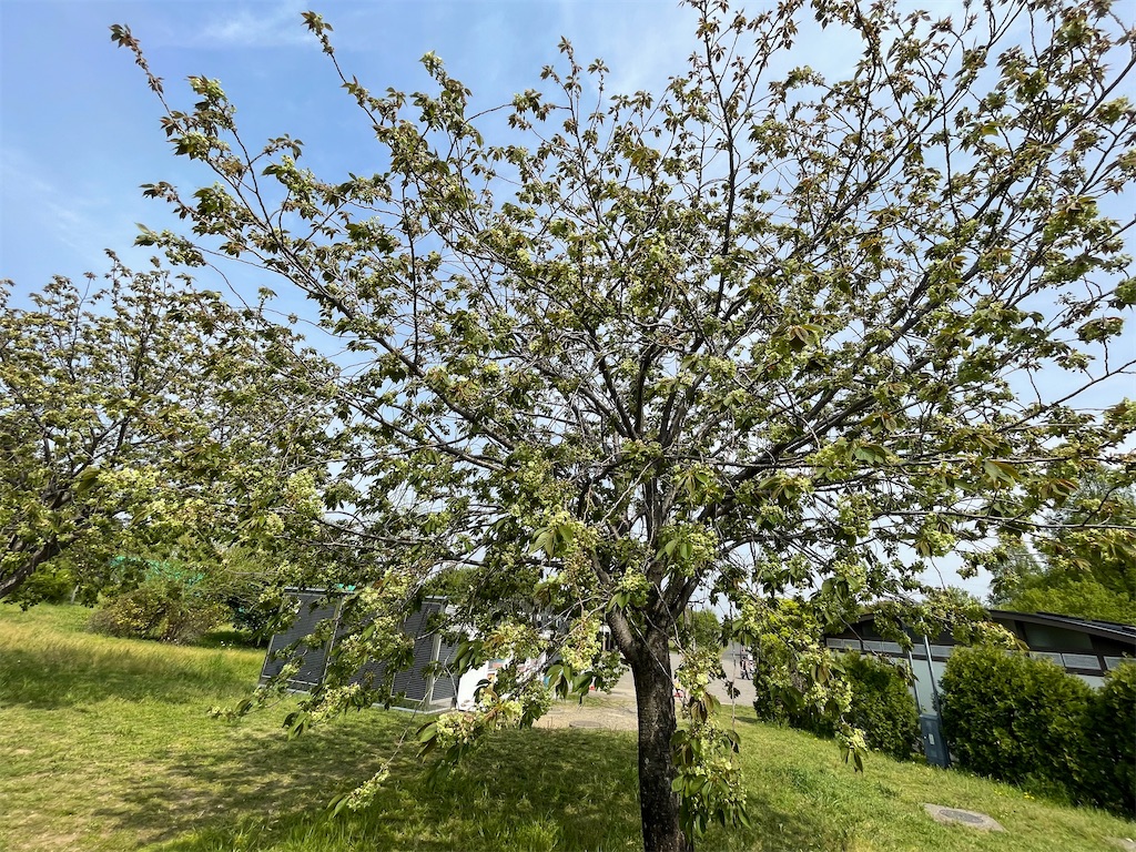 f:id:TokuheiKumagai:20250418174135j:image