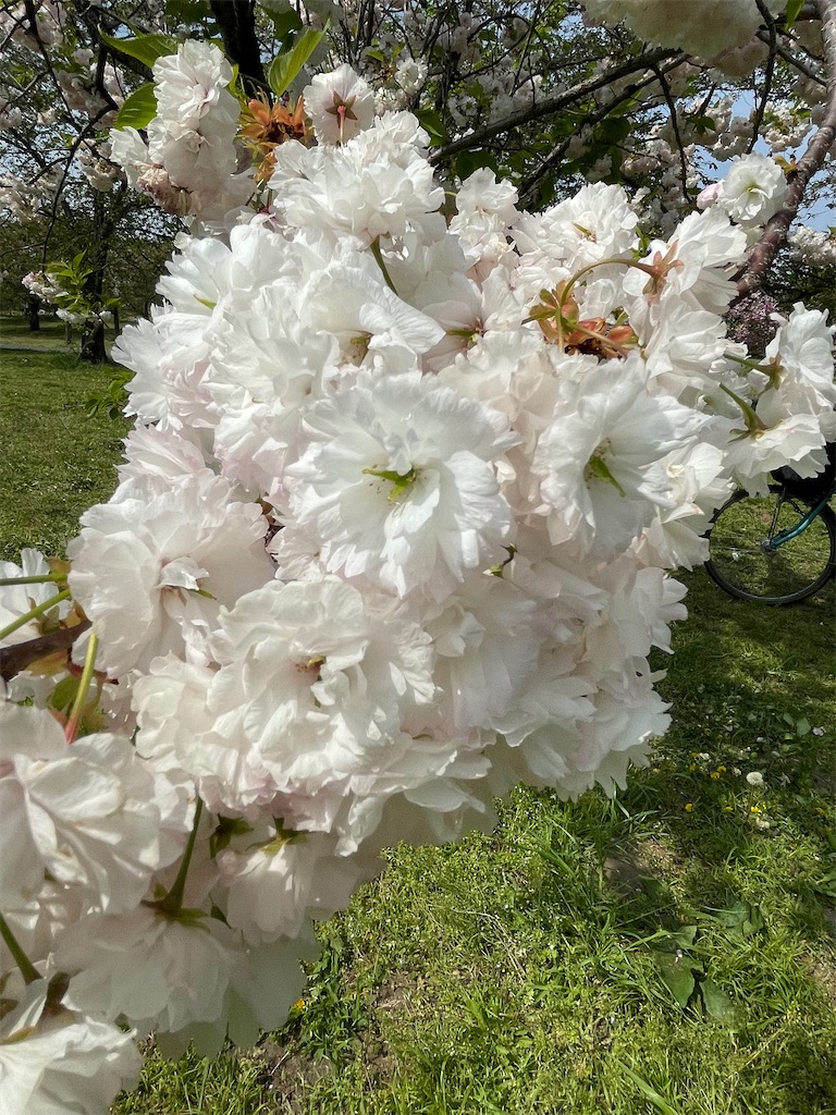 f:id:TokuheiKumagai:20250418174149j:image