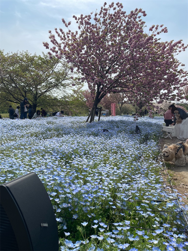 f:id:TokuheiKumagai:20250418174212j:image