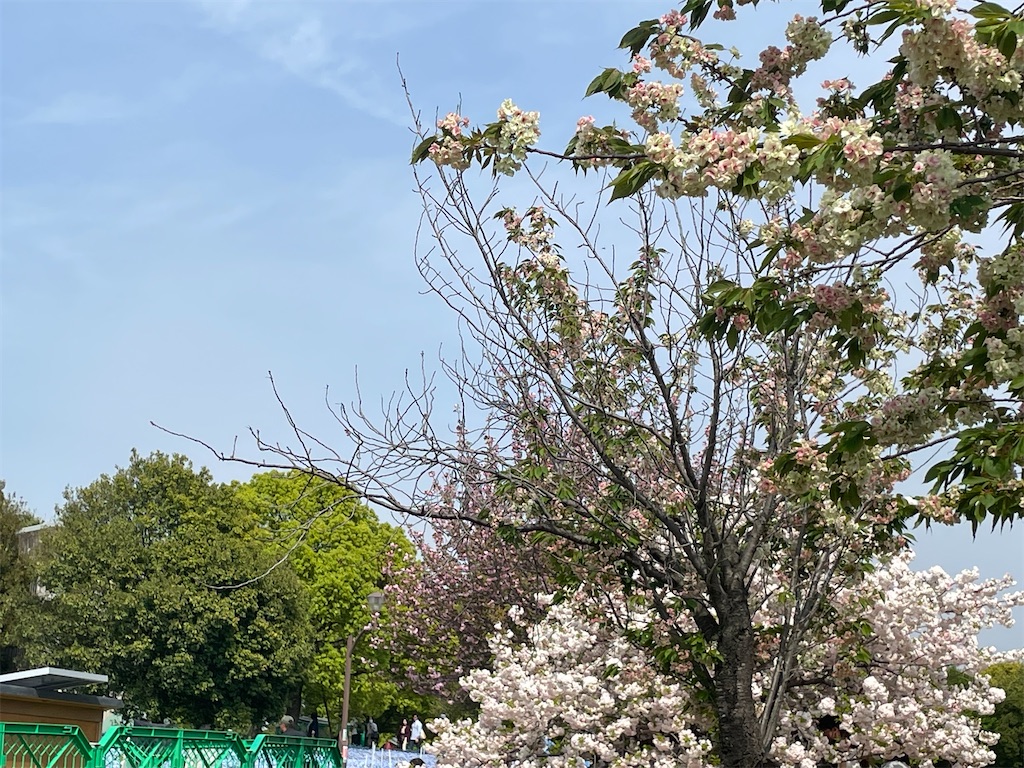 f:id:TokuheiKumagai:20250418174218j:image