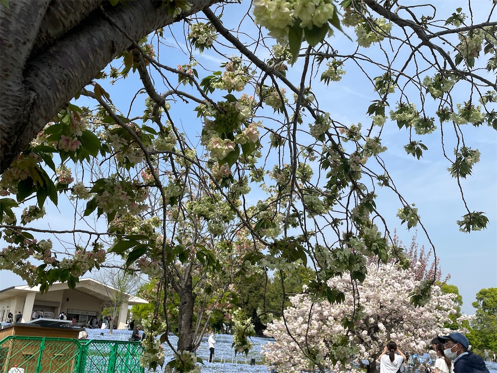 f:id:TokuheiKumagai:20250418174222j:image