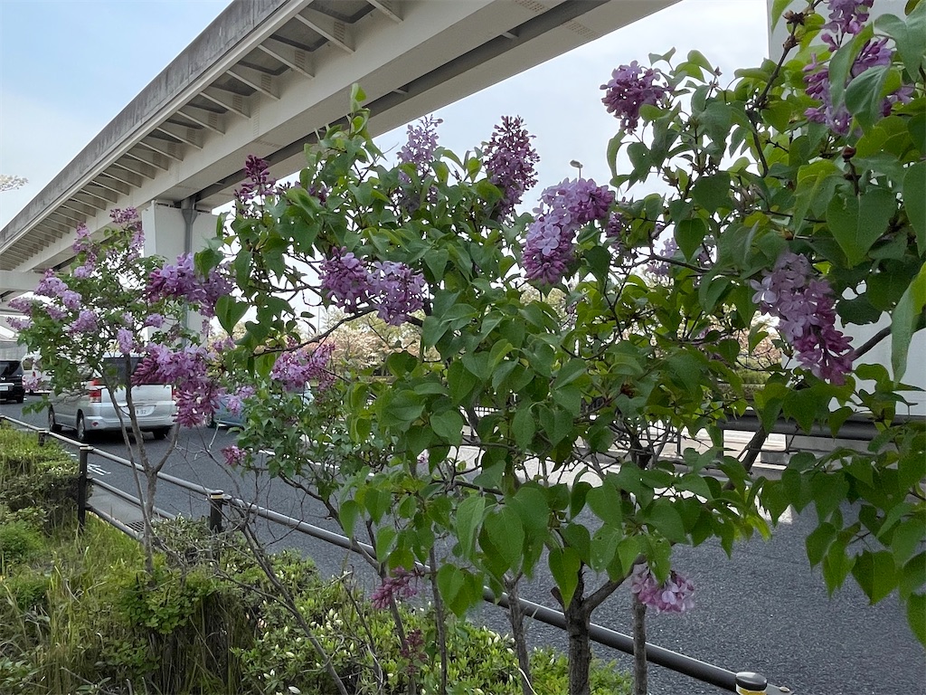 f:id:TokuheiKumagai:20250418174235j:image