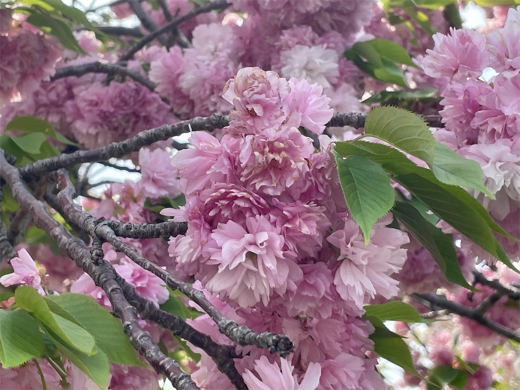 f:id:TokuheiKumagai:20250418174257j:image