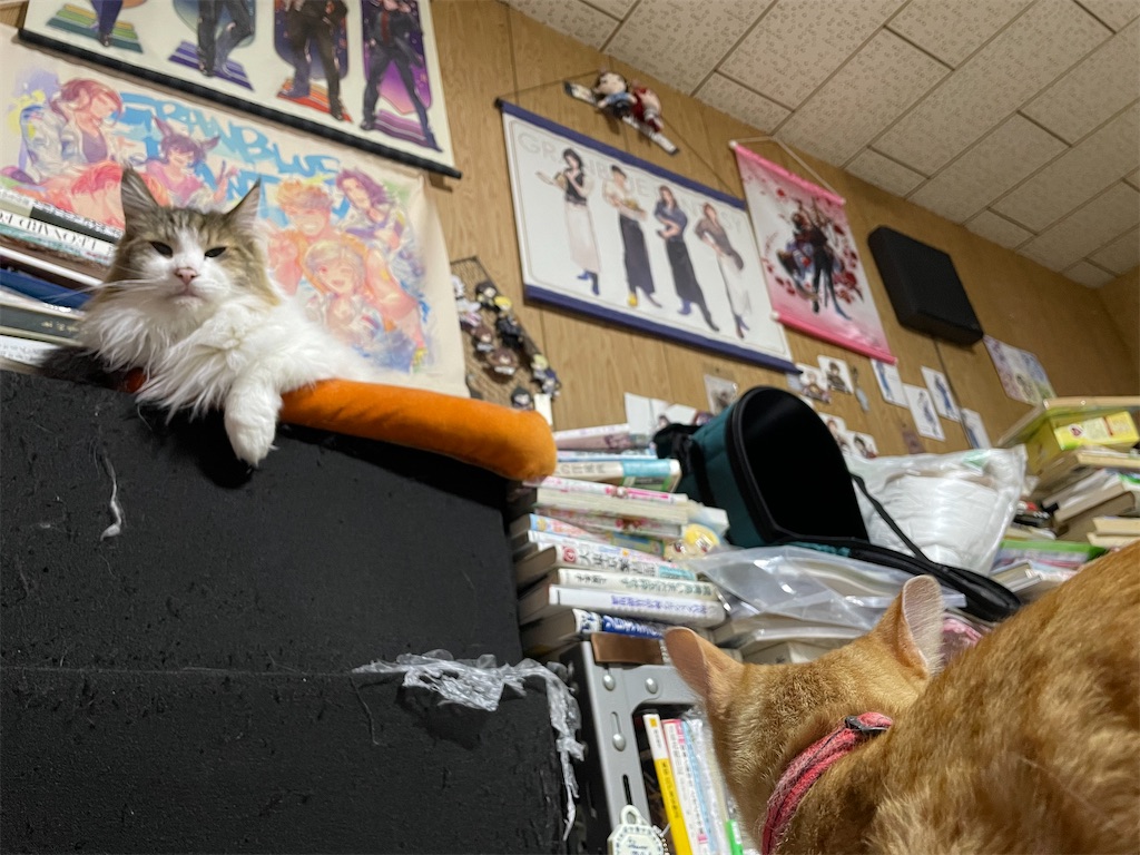 f:id:TokuheiKumagai:20250420140202j:image