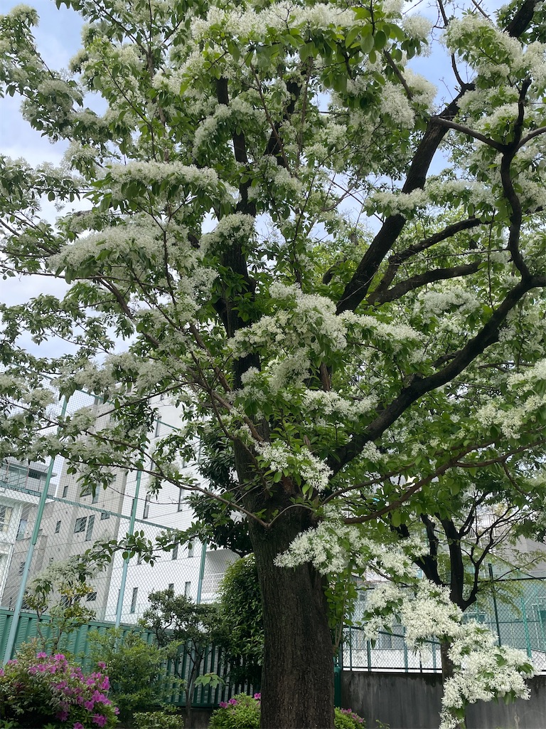 f:id:TokuheiKumagai:20250422175551j:image