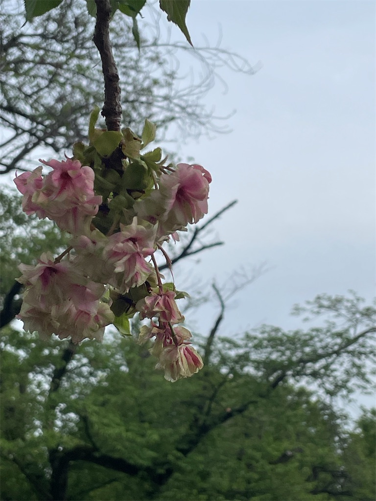 f:id:TokuheiKumagai:20250422175713j:image
