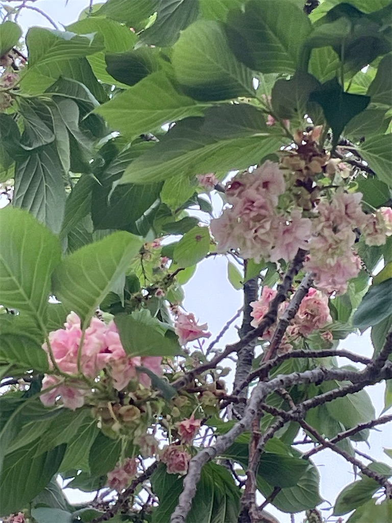 f:id:TokuheiKumagai:20250422175731j:image