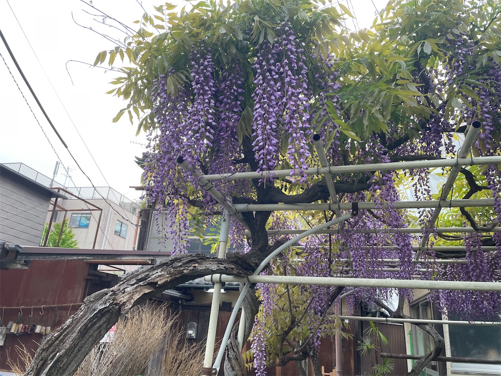 f:id:TokuheiKumagai:20250422175749j:image