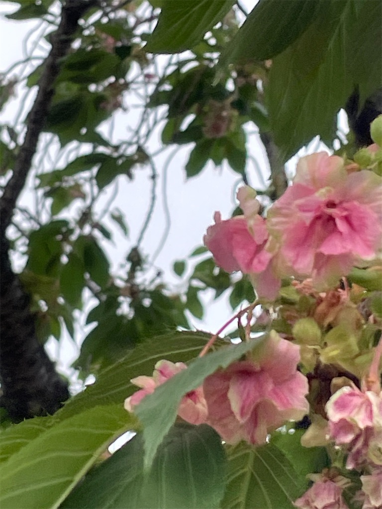 f:id:TokuheiKumagai:20250422175754j:image