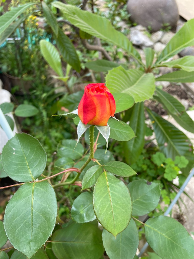f:id:TokuheiKumagai:20250424145645j:image